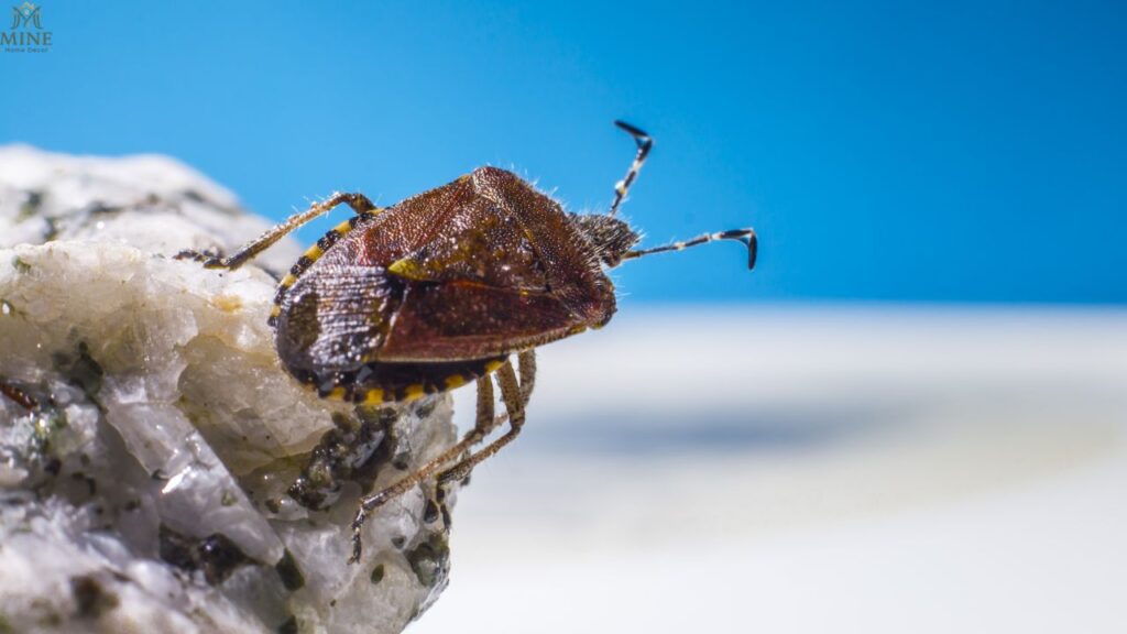 12 Bugs That Look Like Bed Bugs: Easy Identification Guide