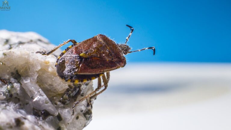 12 Bugs That Look Like Bed Bugs: Easy Identification Guide