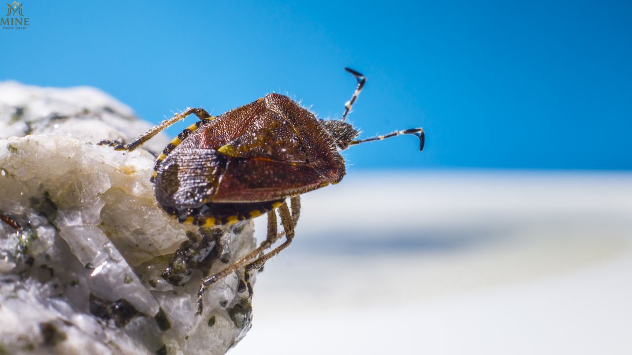 12 Bugs That Look Like Bed Bugs: Easy Identification Guide