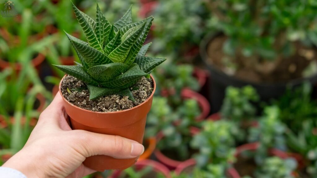 Easy Plants for Beginners: 15 Low Maintenance Houseplants That Are Hard to Kill