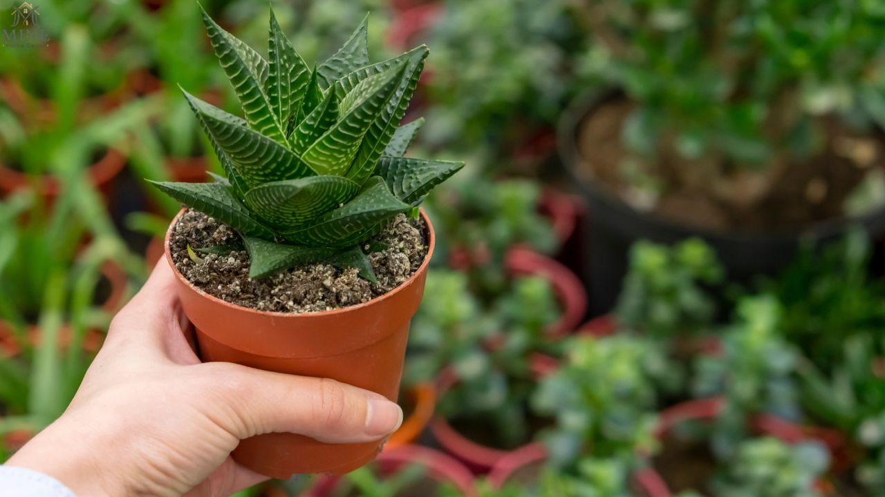 Easy Plants for Beginners: 15 Low Maintenance Houseplants That Are Hard to Kill