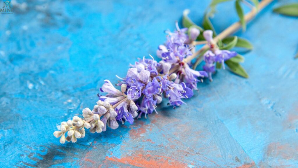 How to Grow Spanish Lavender: Complete Planting, Care & Landscaping Tips-2026
