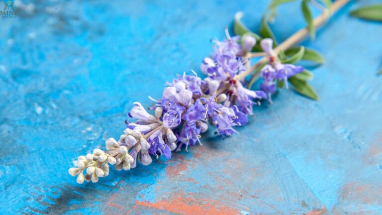 How to Grow Spanish Lavender: Complete Planting, Care & Landscaping Tips-2026